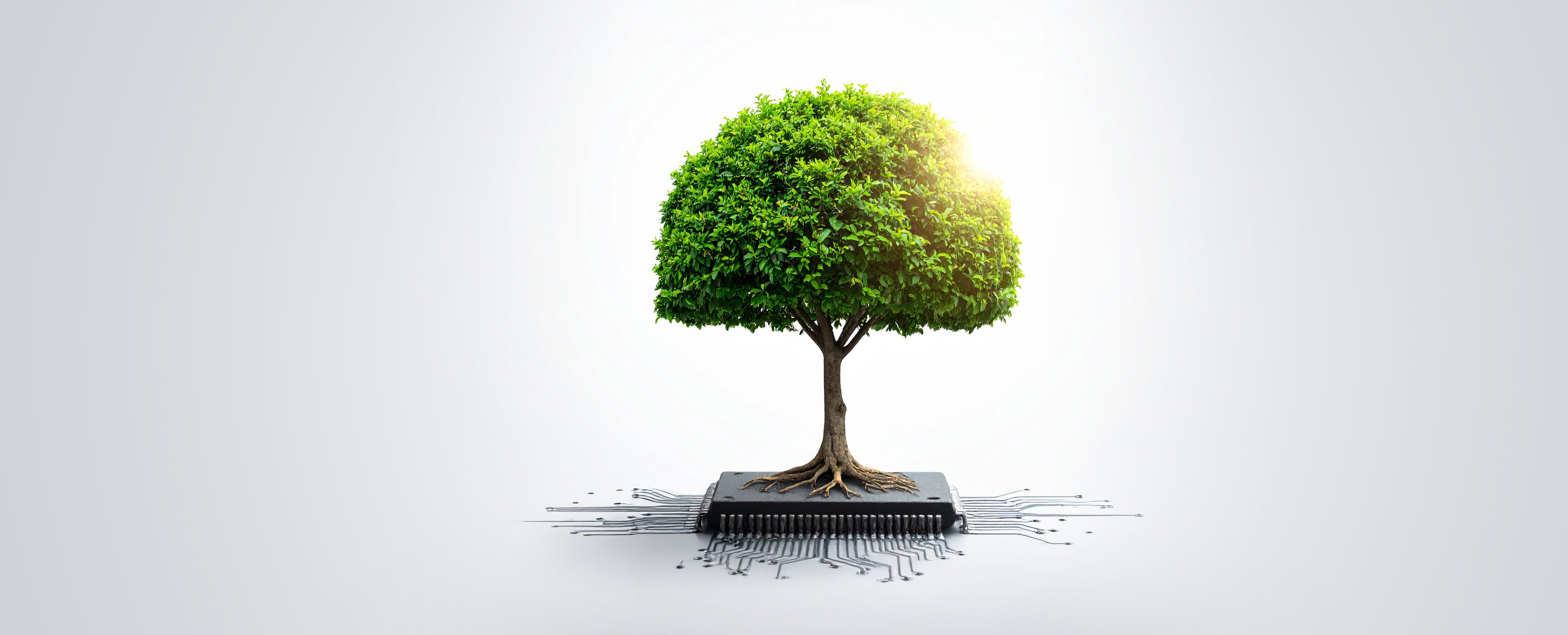 Tree with circuit board roots symbolising growth through technology and digital infrastructure.